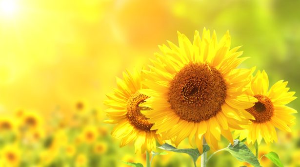 Sunflowers on blurred sunny background